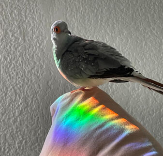 Mr. Mochi (diamond dove) Mr. Mochi (diamond dove)