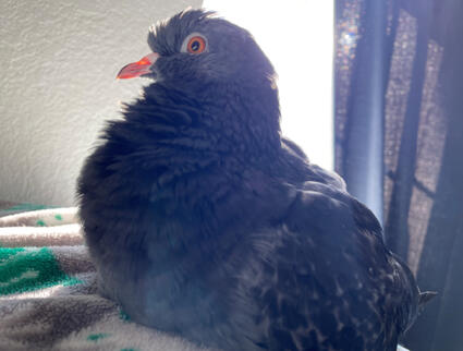 Miss Peach (pigeon)