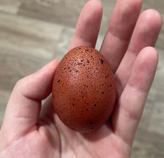 An egg from Truffles