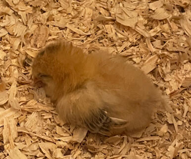 Baby Omelette