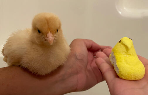 Baby Peep