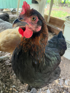 Truffles - passed Spring 2026