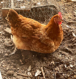 Omelette - passed Fall 2024