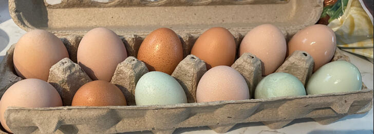 Eggs from all original 4 chickens: Olivia - green, Onigiri - brown, Omelette - light pink, Peep - dark pink/cream