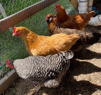 All 4 original chickens together