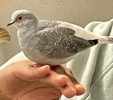 Dumpling (diamond dove)