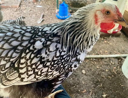 Princess Cupcake (Silver Wyandotte)