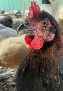 Truffles (Black Copper Maran)