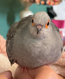 Mochi (diamond dove)