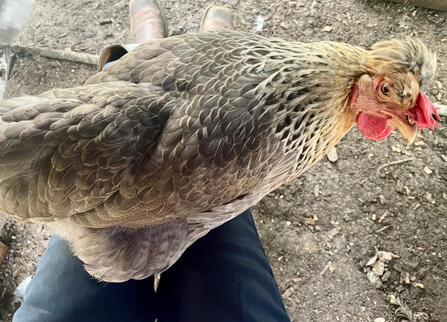 Honey (Cream Legbar)