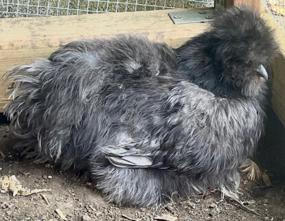 Cookie (Black Silkie)
