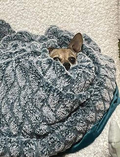 Poppy (chihuahua)