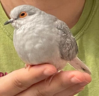 Dumpling (diamond dove)