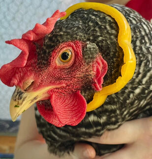 Donut (Barred Rock)