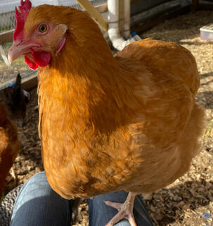 Peep (Buff Orpington)