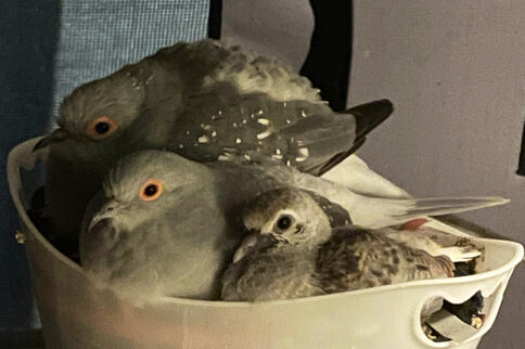 Diamond Dove Family