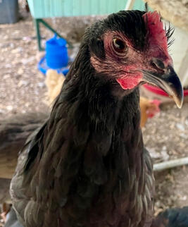 Violet (Black Australorp)