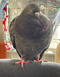 Peach (pigeon)