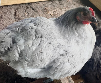 Pumpkin (Lavender Orpington)