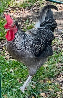 Clover (Sapphire Sky Rooster)