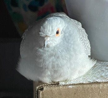 Dango (diamond dove)