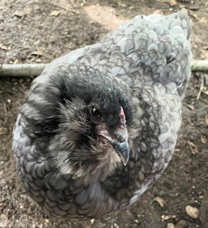 Matcha (Olive Egger)