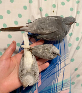 Mochi with his 2 youngest babies: Bonbon (middle) and Ube (lower)